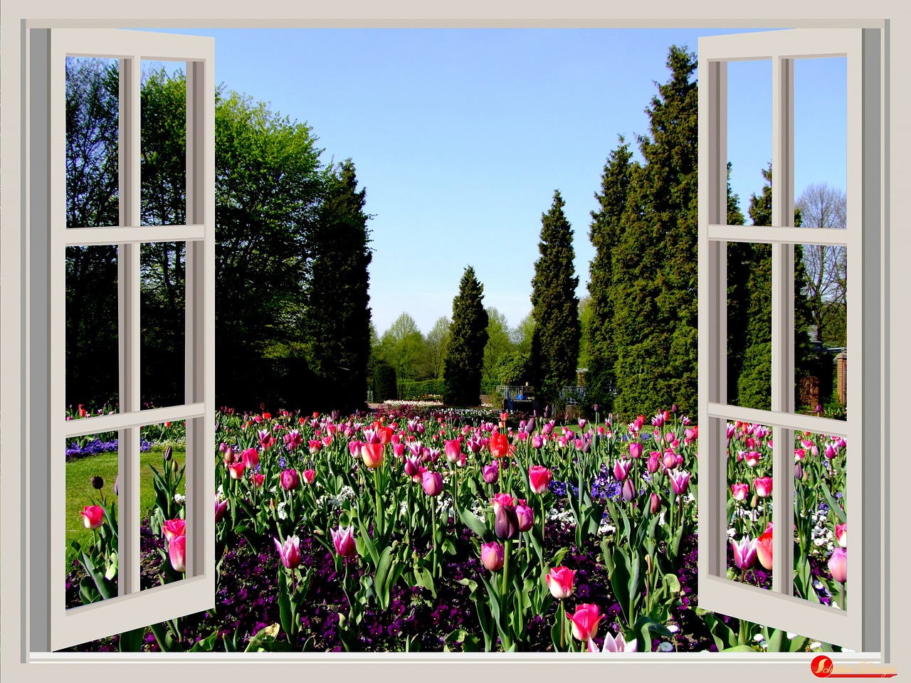 Image - window flowers garden tulips red