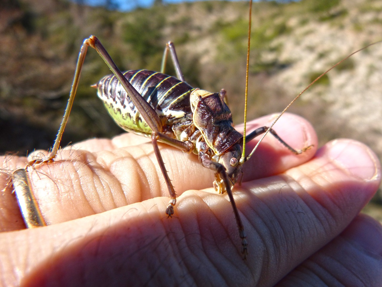 Image - somereta montsant insect endemic