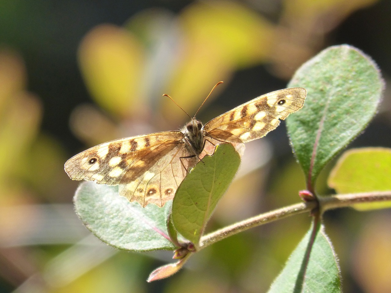 Image - butterfly lasiommata megera