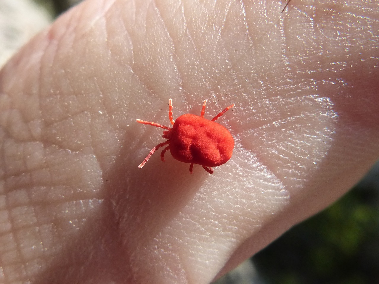 Image - red bug insect finger tiny red