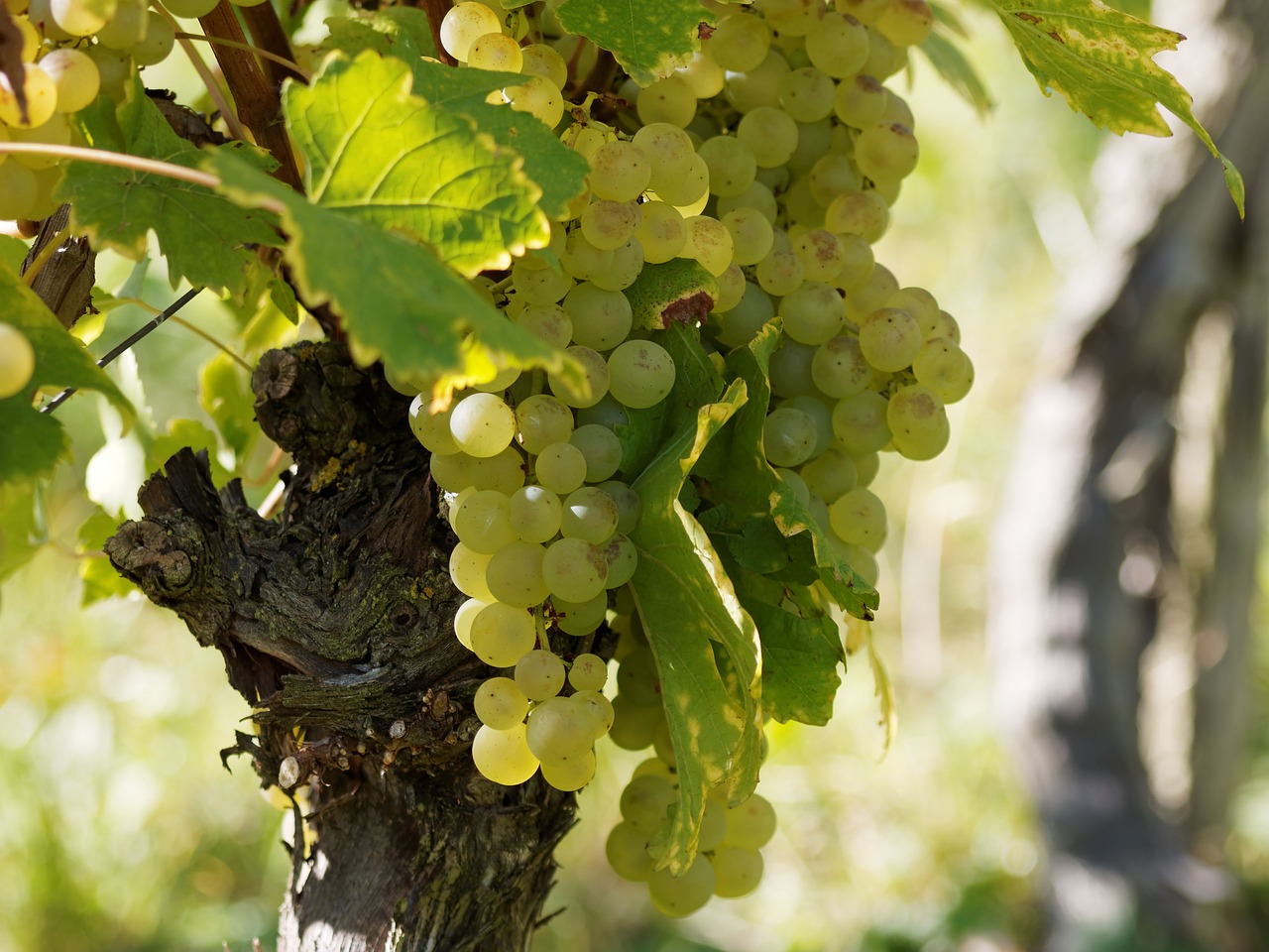 Image - vineyards grapes vines burgundy