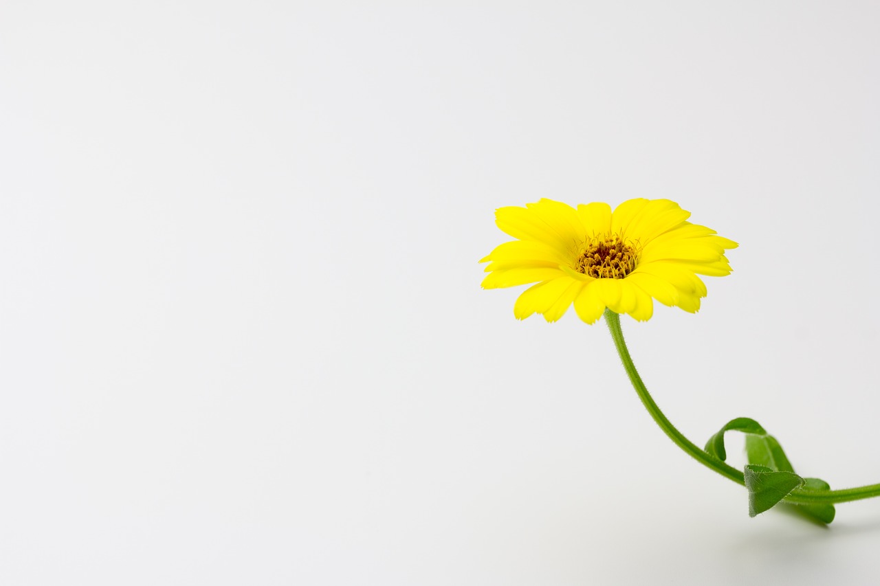 Image - calendula flower yellow colors