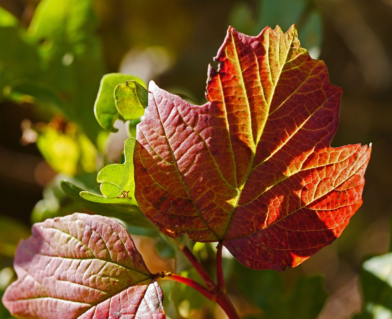 Image - autumn leaves coloring veins