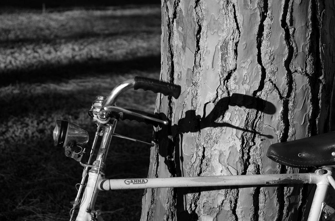 Image - bicycle tree shadow handlebars