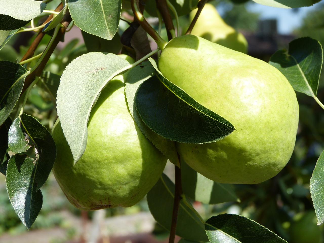 Image - pear fruit fruit tree organic