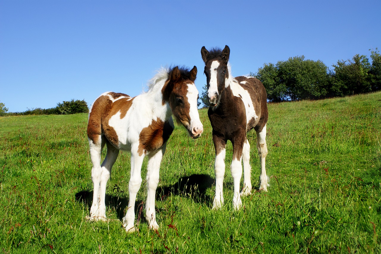 Image - foals two horse skewbald piebald