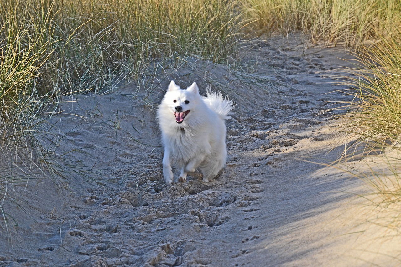 Image - japanese spitz dog puppy purebred