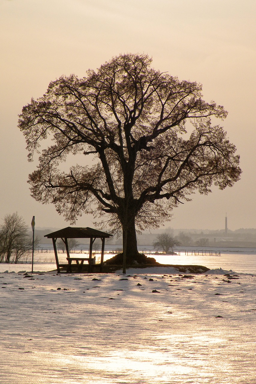 Image - tree sunset winter impressions