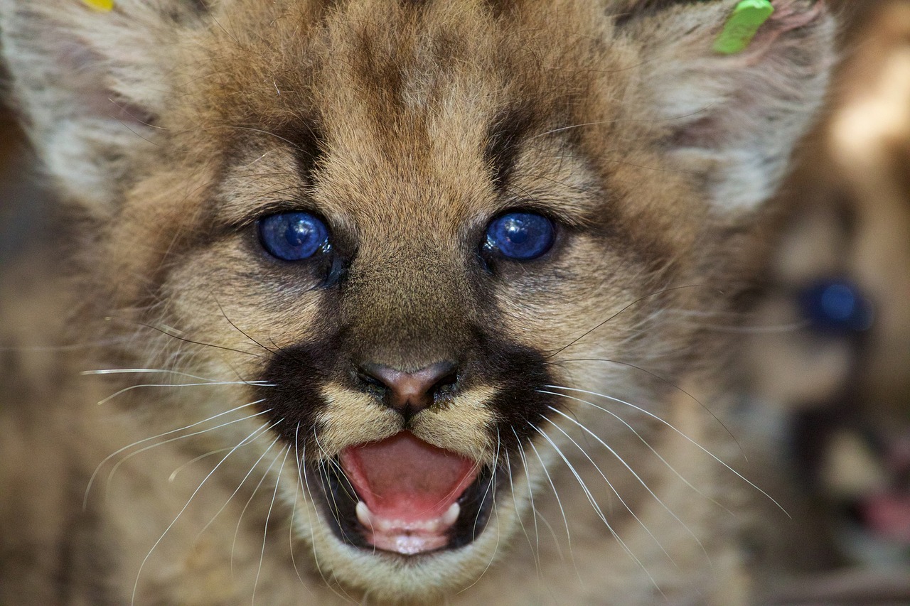 Image - mountain lion kitten portrait cat