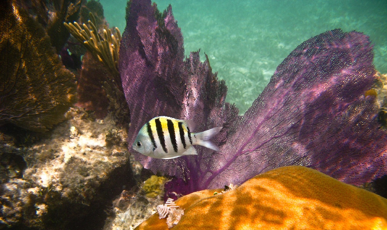 Image - reef fish sergeant major sea