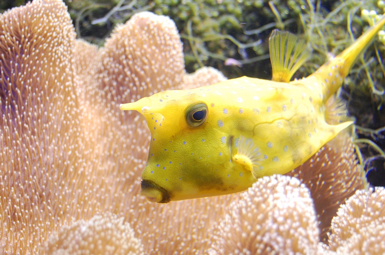 Image - reef fish longhorn cowfish