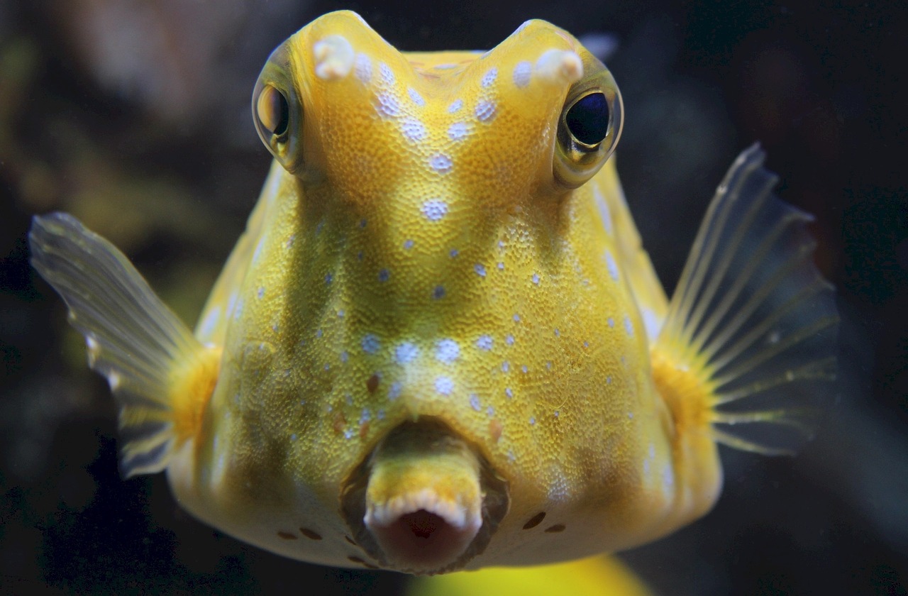 Image - longhorn cowfish reef fish