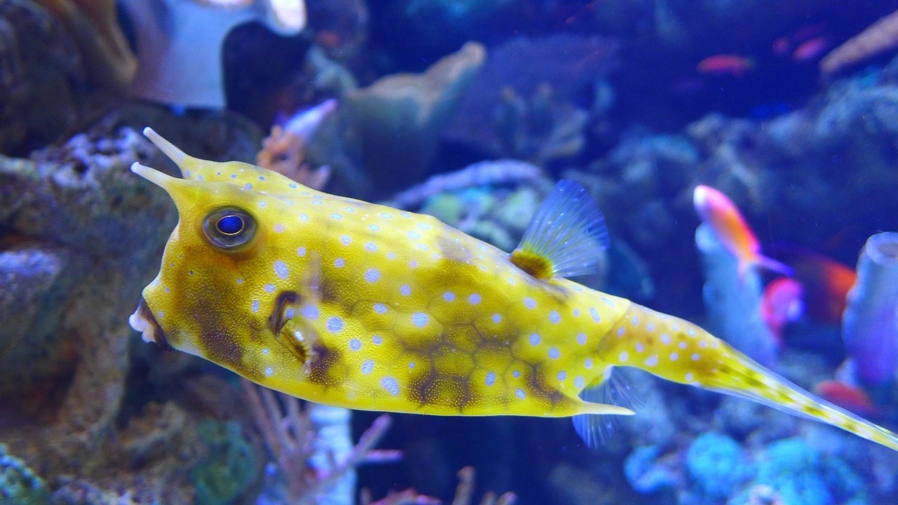 Image - longhorn cowfish reef fish