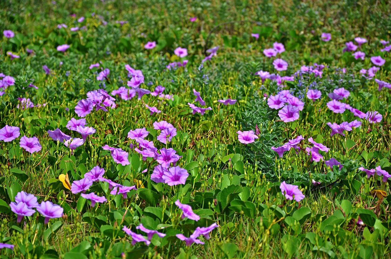 Image - flower ipomoea nature green bloom