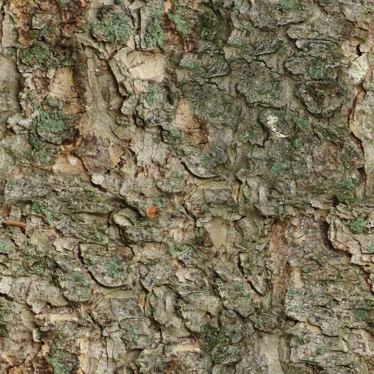 Image - seamless tileable texture bark fur