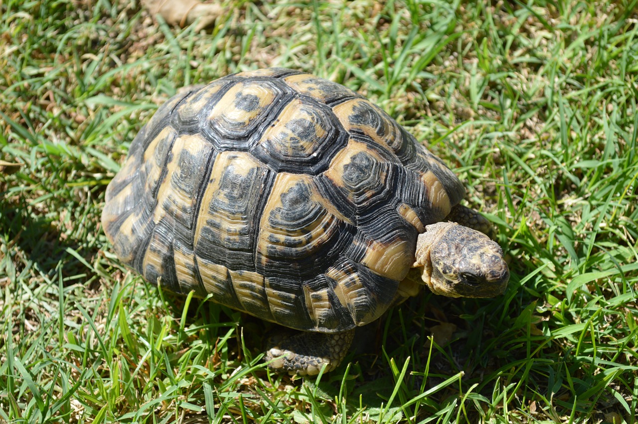 Image - turtle moorish turtle greek tortoise