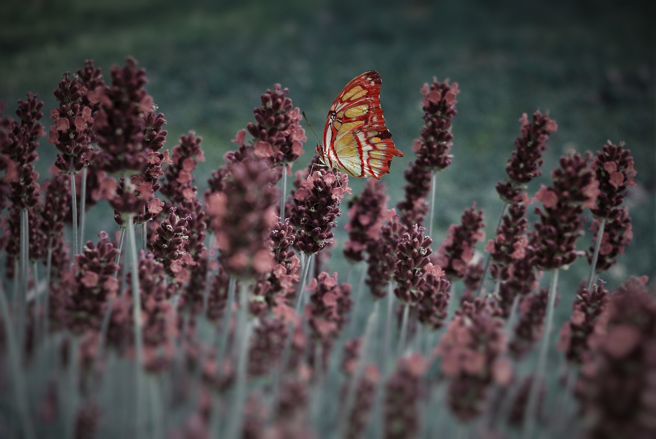 Image - lavender butterfly plant blossom