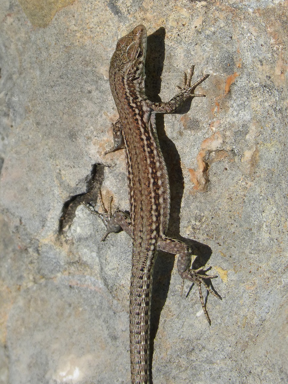 Image - lizard rock montsant natural park