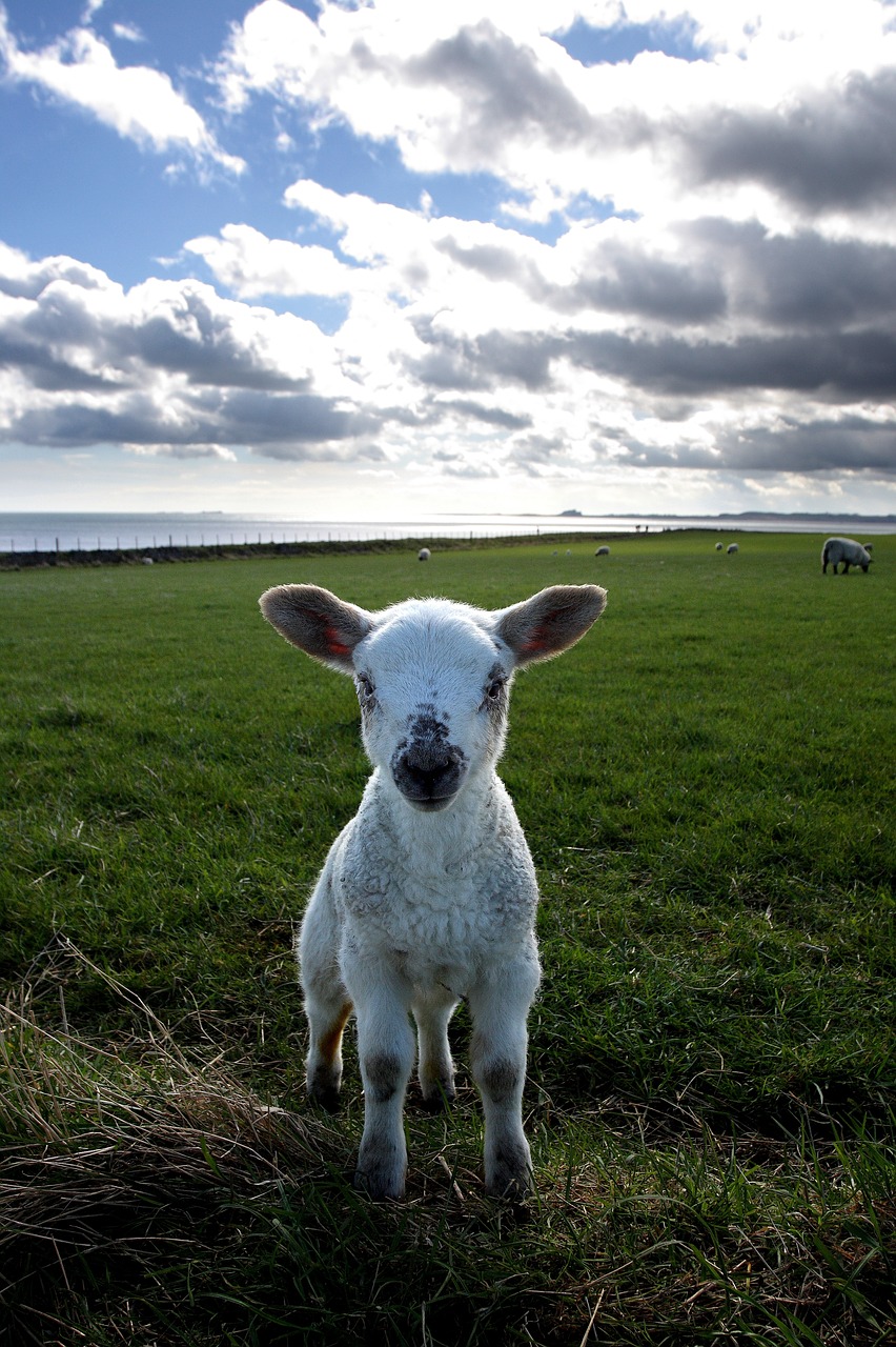 Image - lamb field holy island small