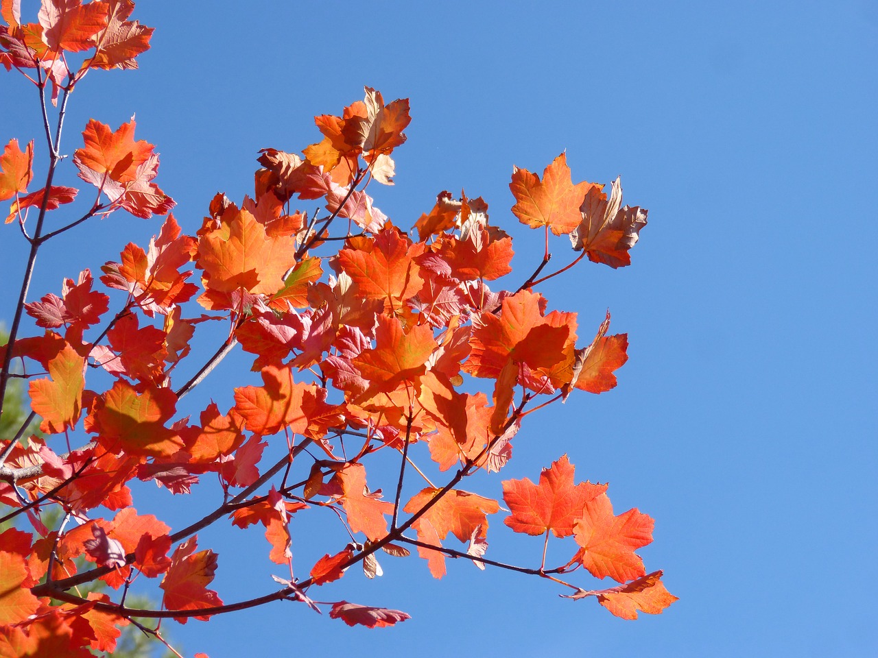 Image - sycamore red leaves autumn sky