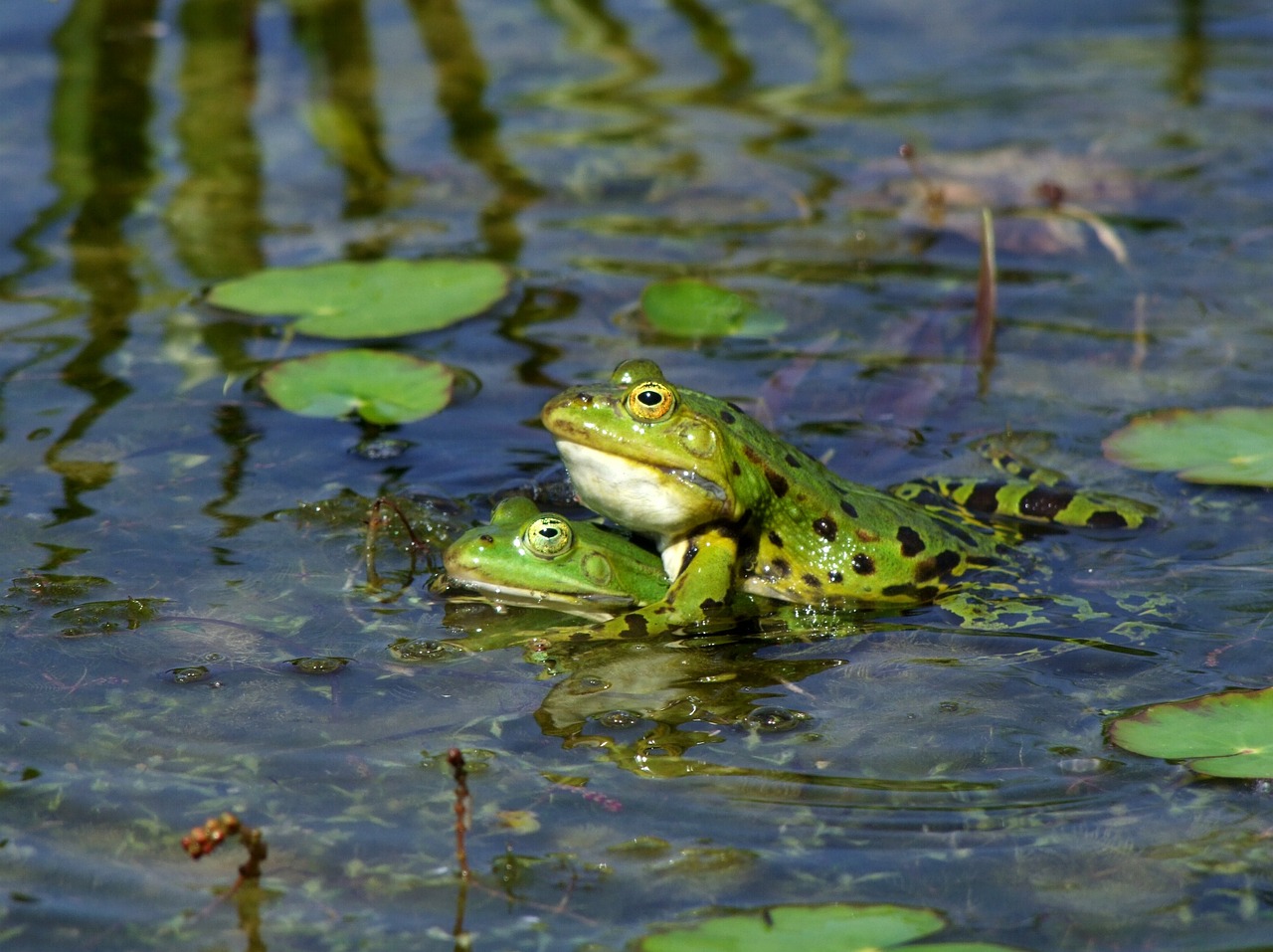 Image - frog frogs amphibians pairing sex