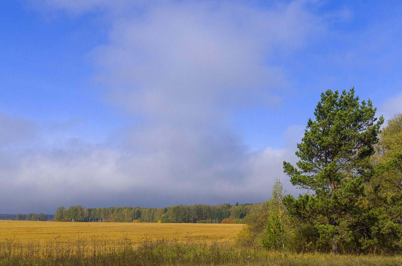 Image - autumn field background outdoors