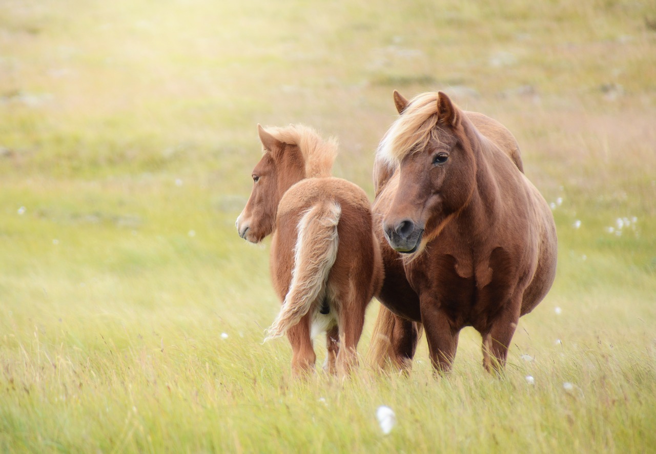 Image - iceland horse horse foal mare