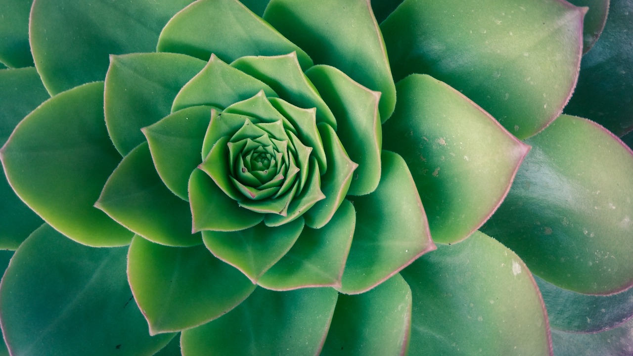 Image - green plants nature growing growth