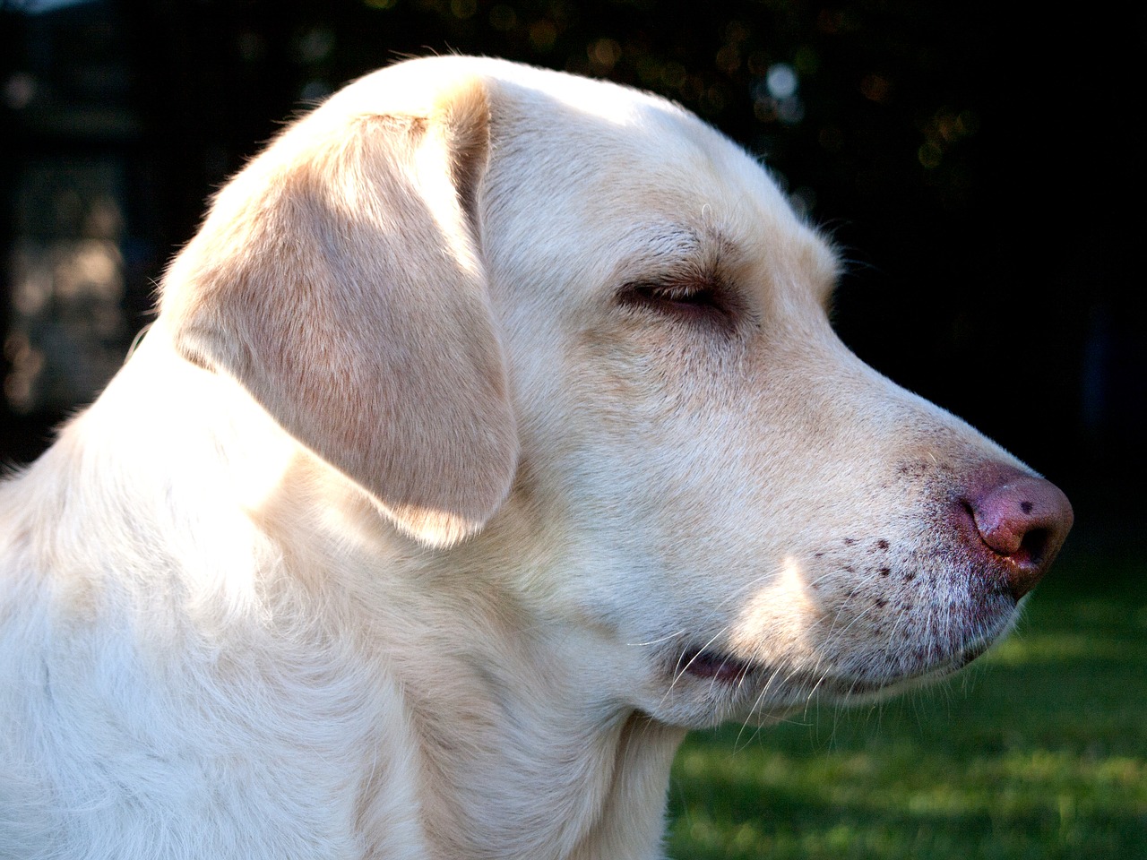 Image - dog lying weimaraner labrador mix