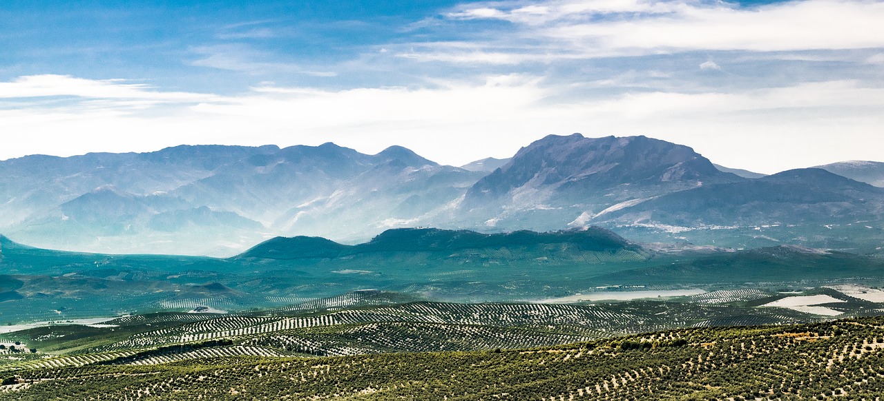 Image - landscape olive trees olive field