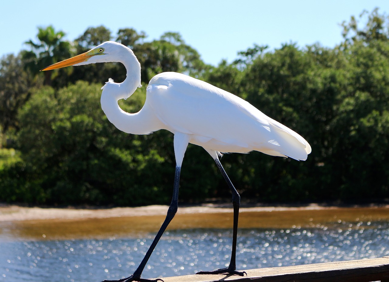 Image - great egret water bird florida