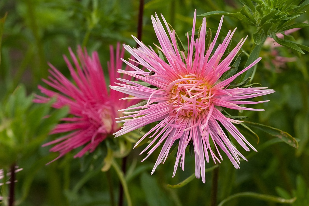 Image - astra blooms pink dacha green