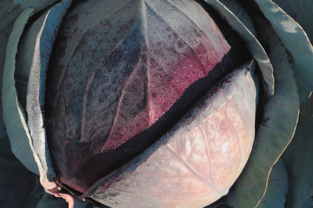 Image - red cabbage vegetables kohl