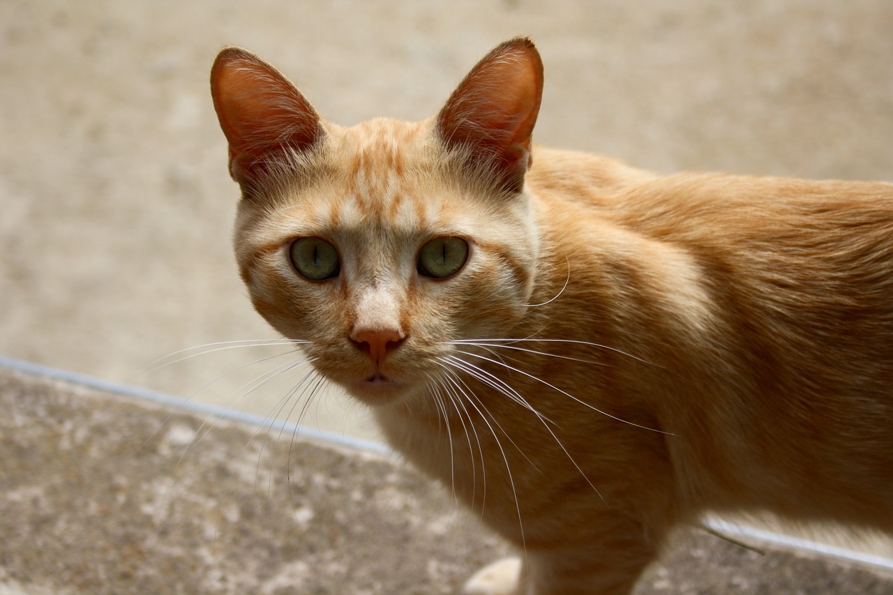 Image - cat honey hair animal pet animals