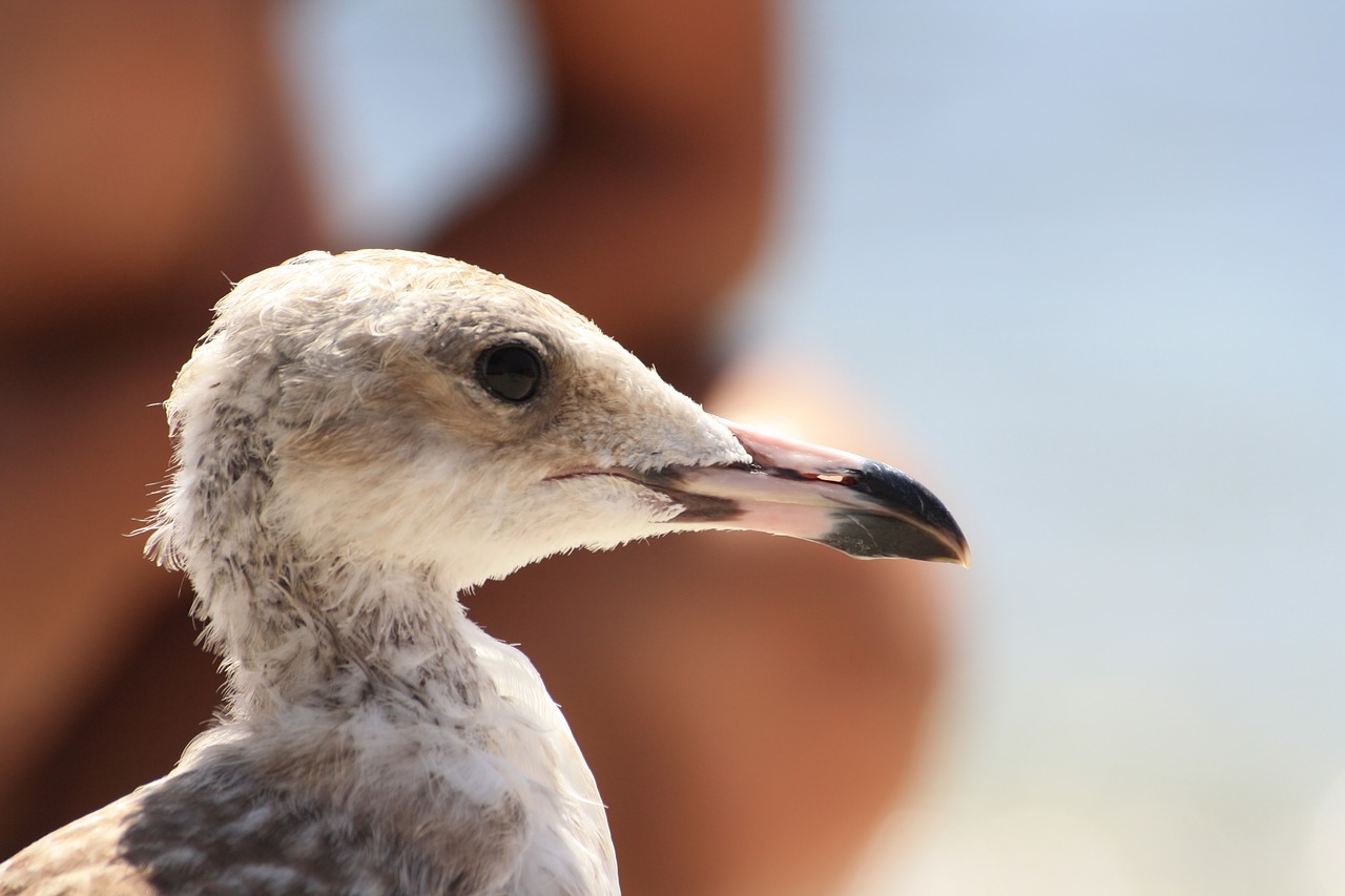 Image - seagull first floor seabirds birds