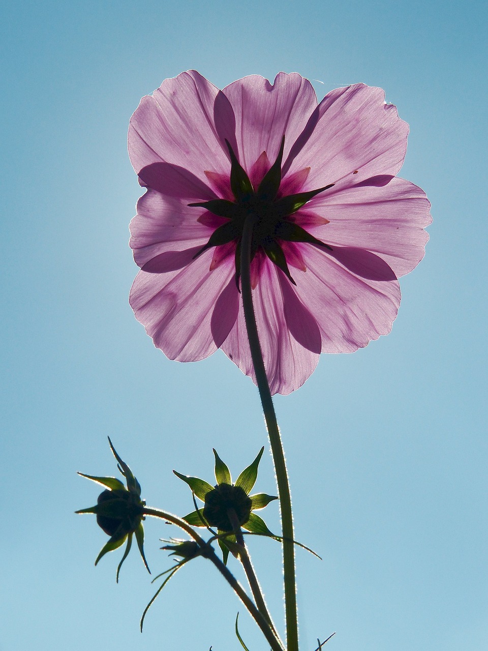 Image - cosmea cosmos flower meadow
