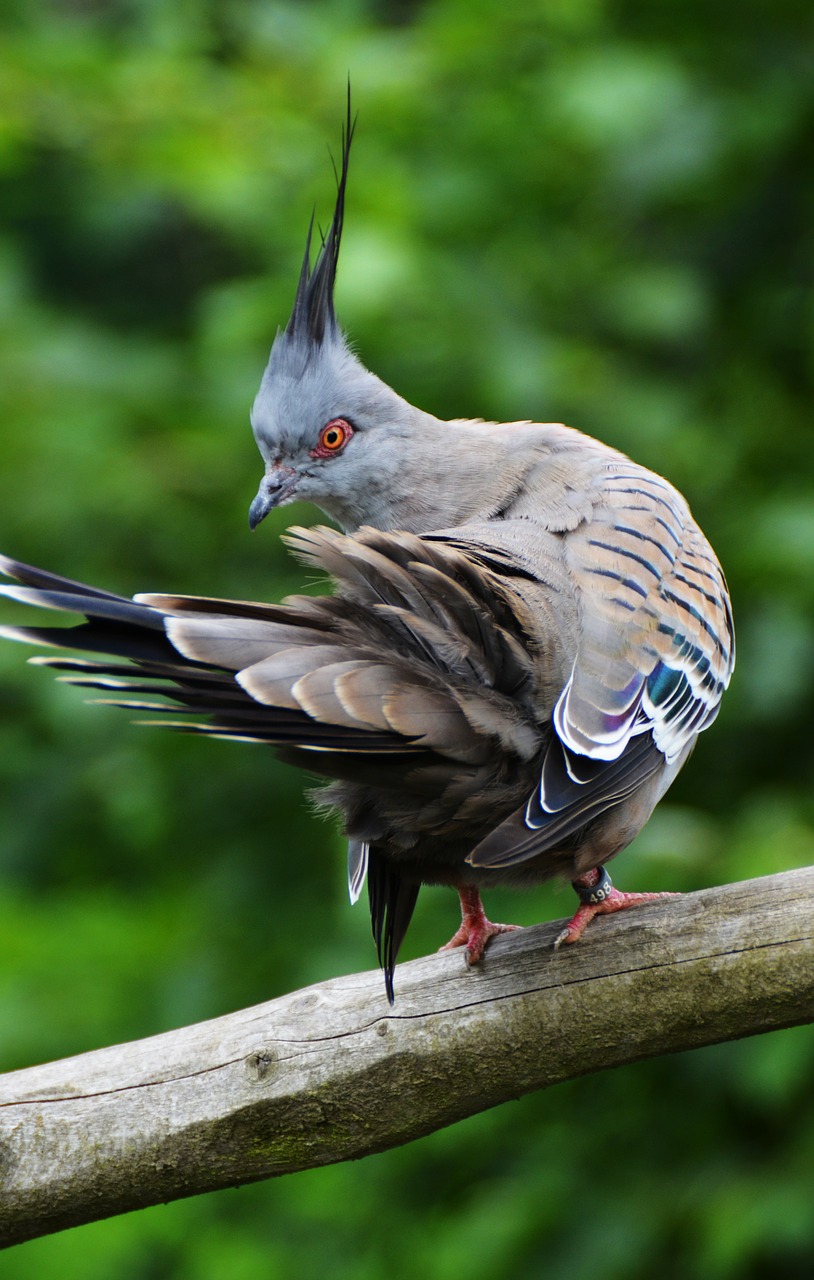 Image - dove bird birds animals feather