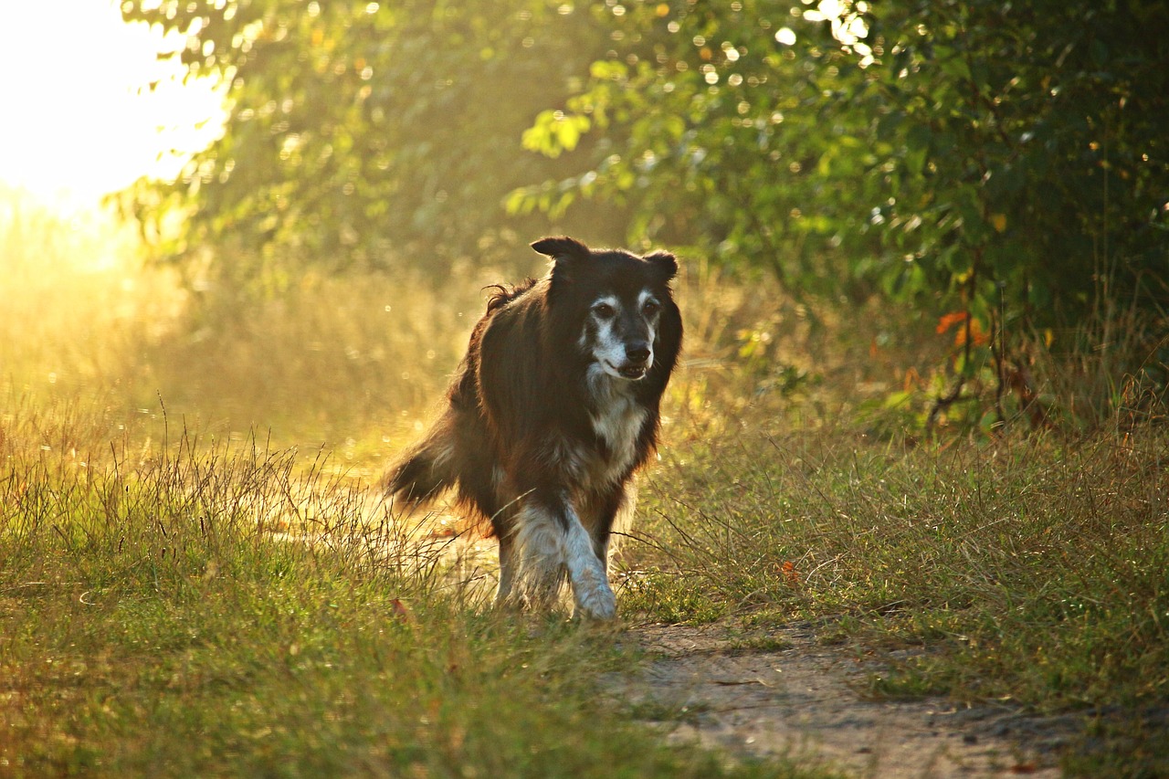 Image - dog border collie light sun fog