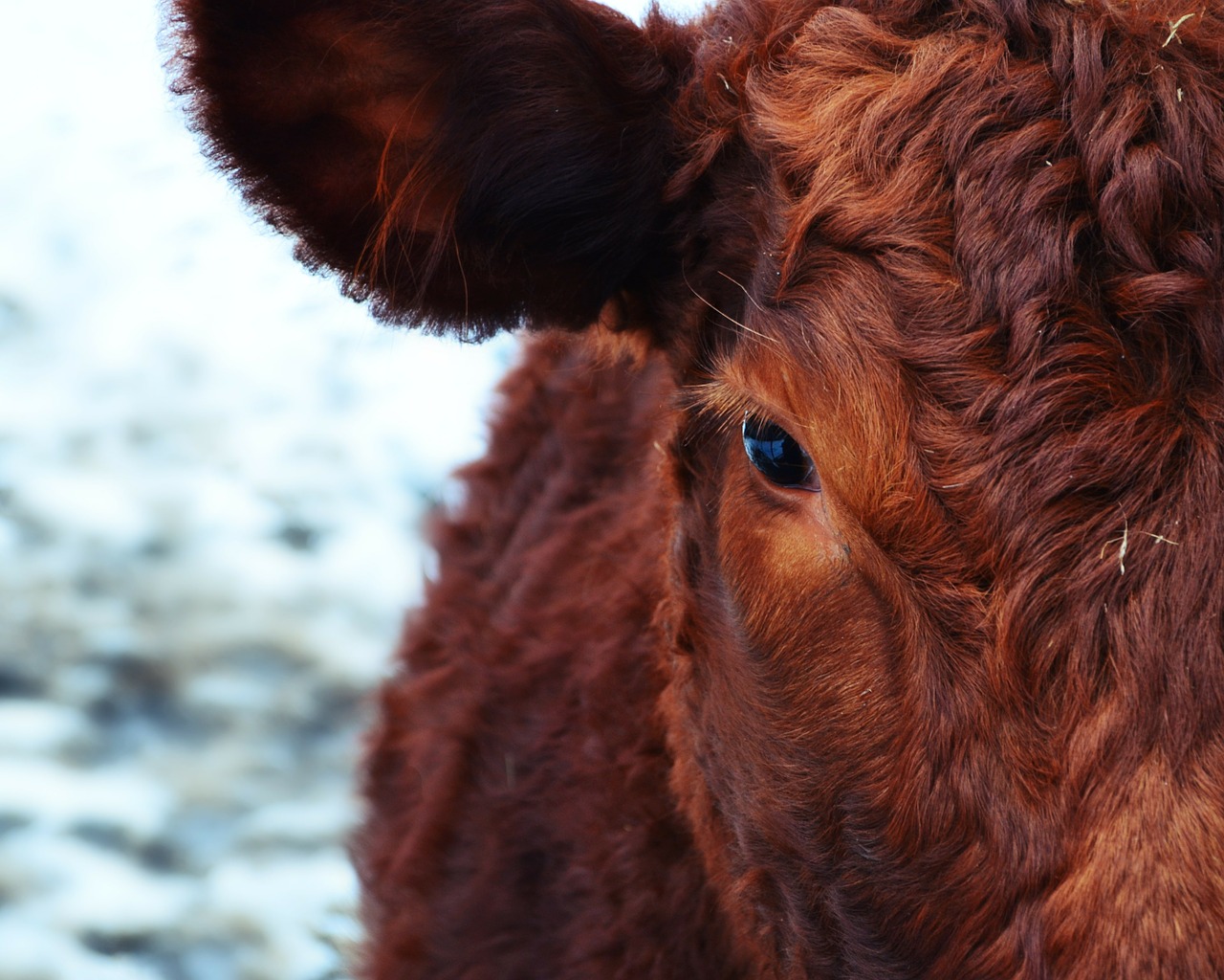 Image - cow animal brown animals cattle