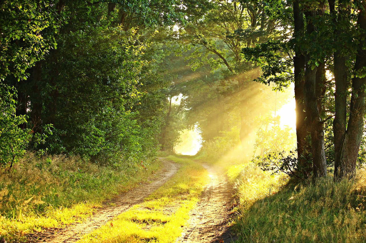 Image - light morning mist sunbeam fog