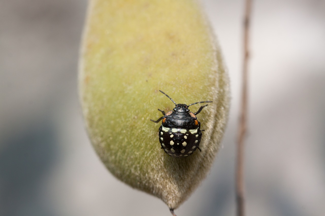 Image - bug leaf bug insect insecta animal