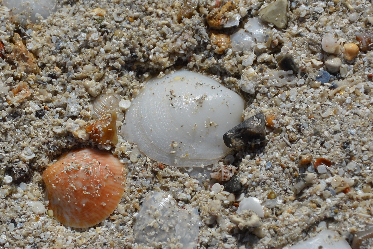 Image - sand mussels stones