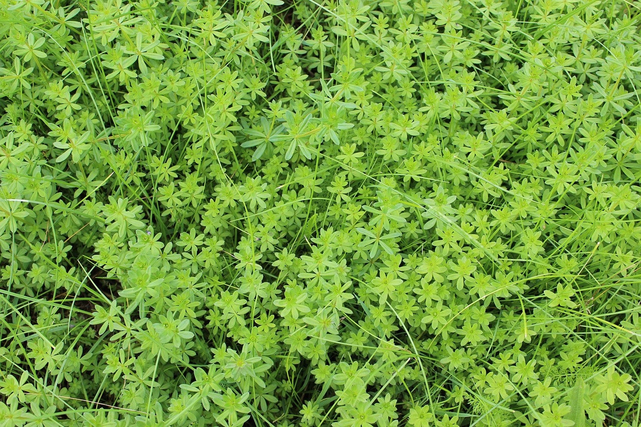 Image - green plant moss nature fouling