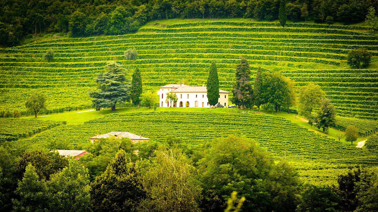 Image - italy winery vines vineyard