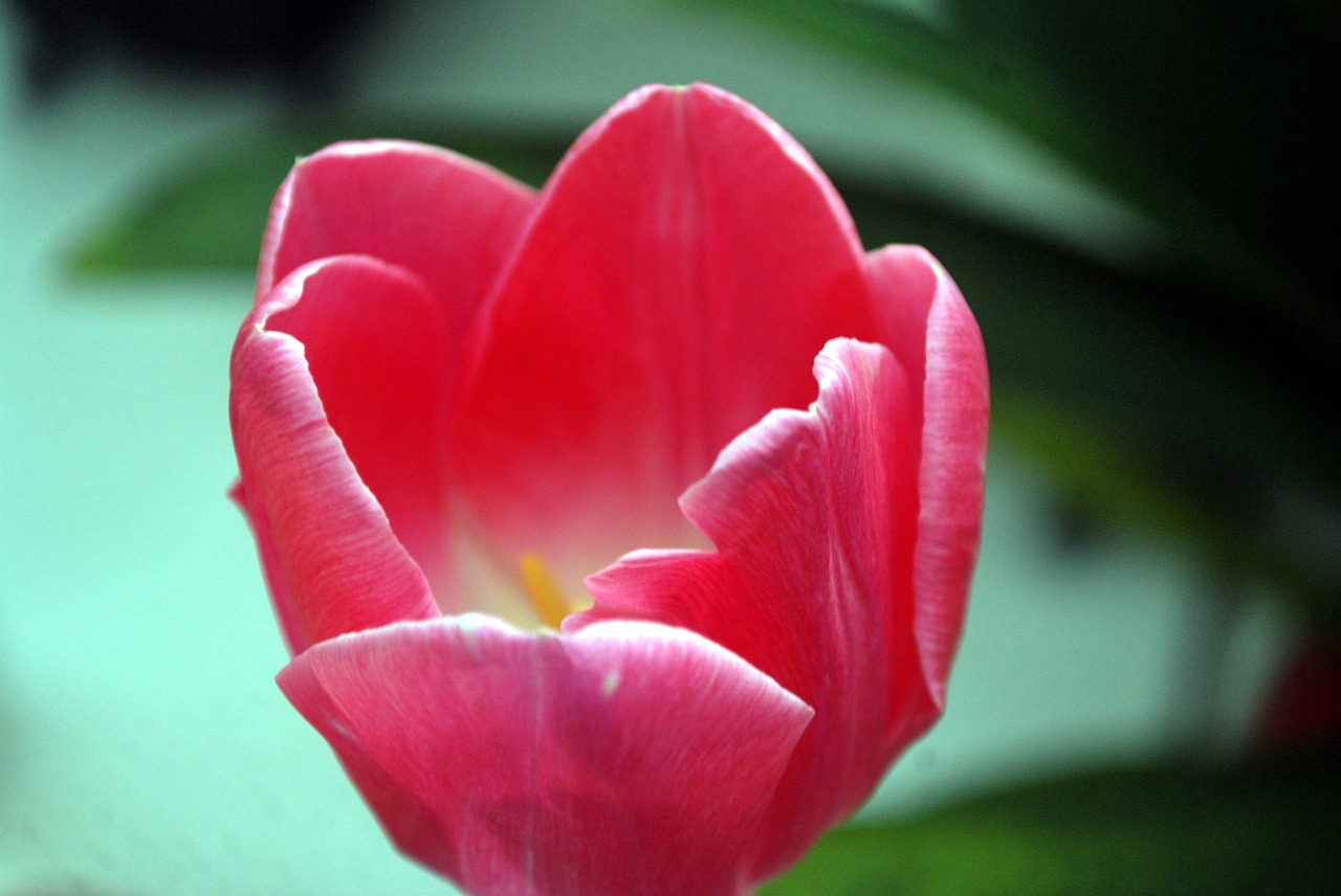 Image - tulip flower perennial spring