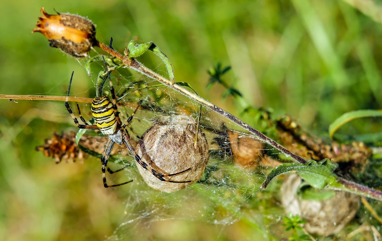 Image - wasp spider spider animal