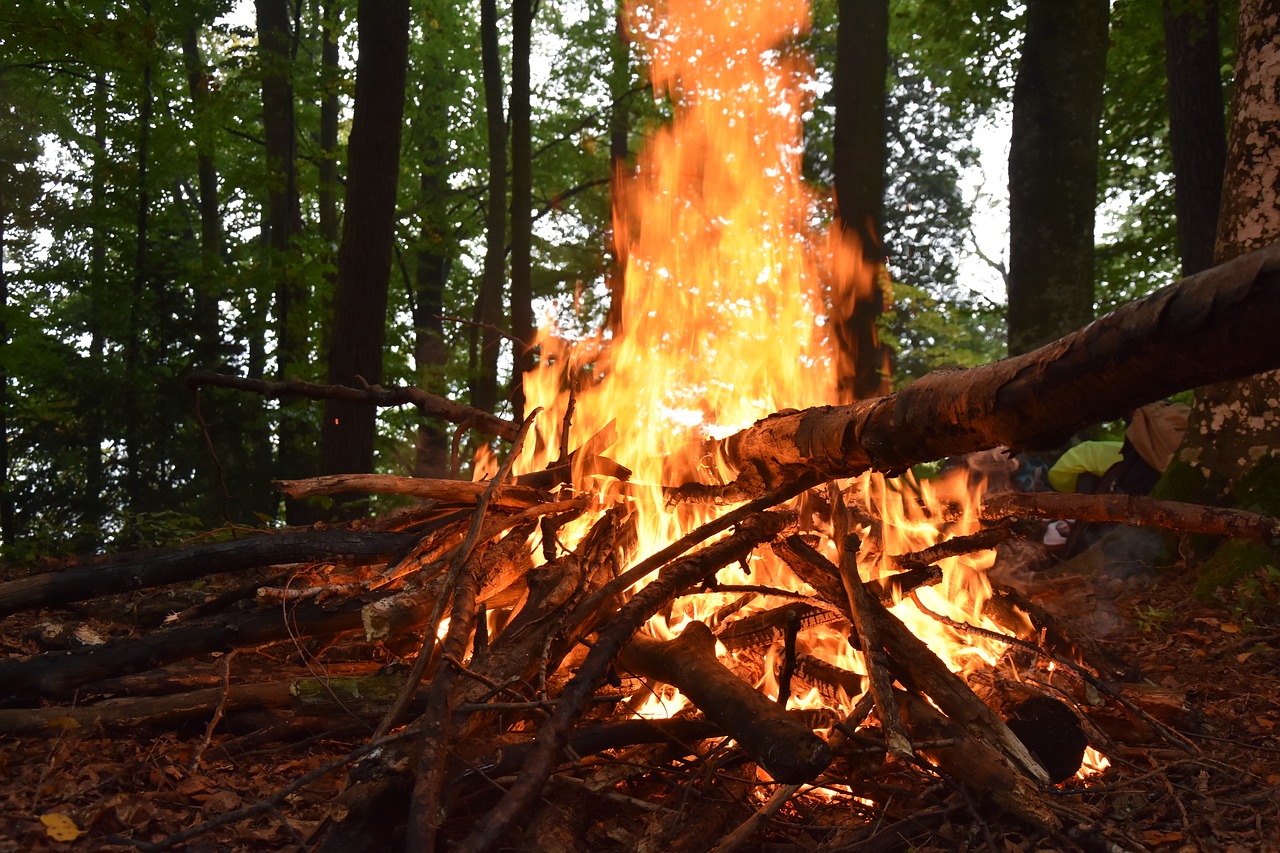 Image - fire wood forest firewood stack