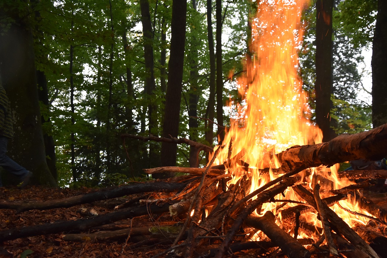 Image - fire wood forest firewood stack