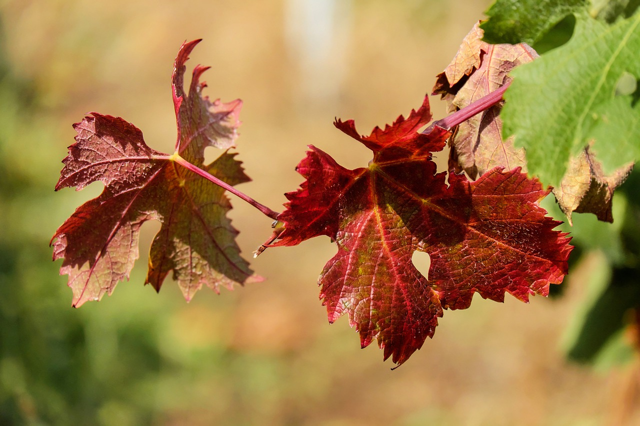 Image - wine leaf leaf bright red sunny