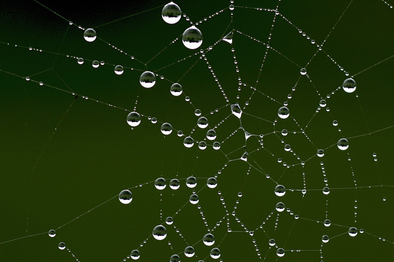 Image - cobweb dew autumn morgentau